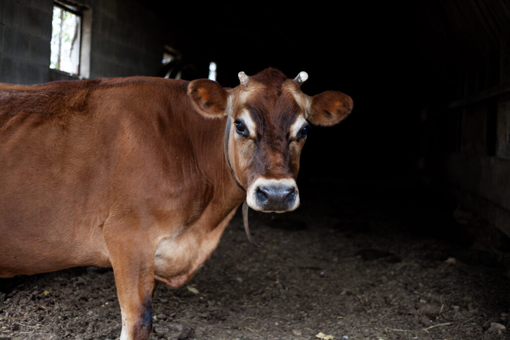 jersey cow standing in a barn 