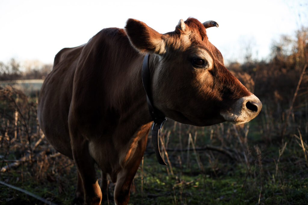 jersey cow in a field