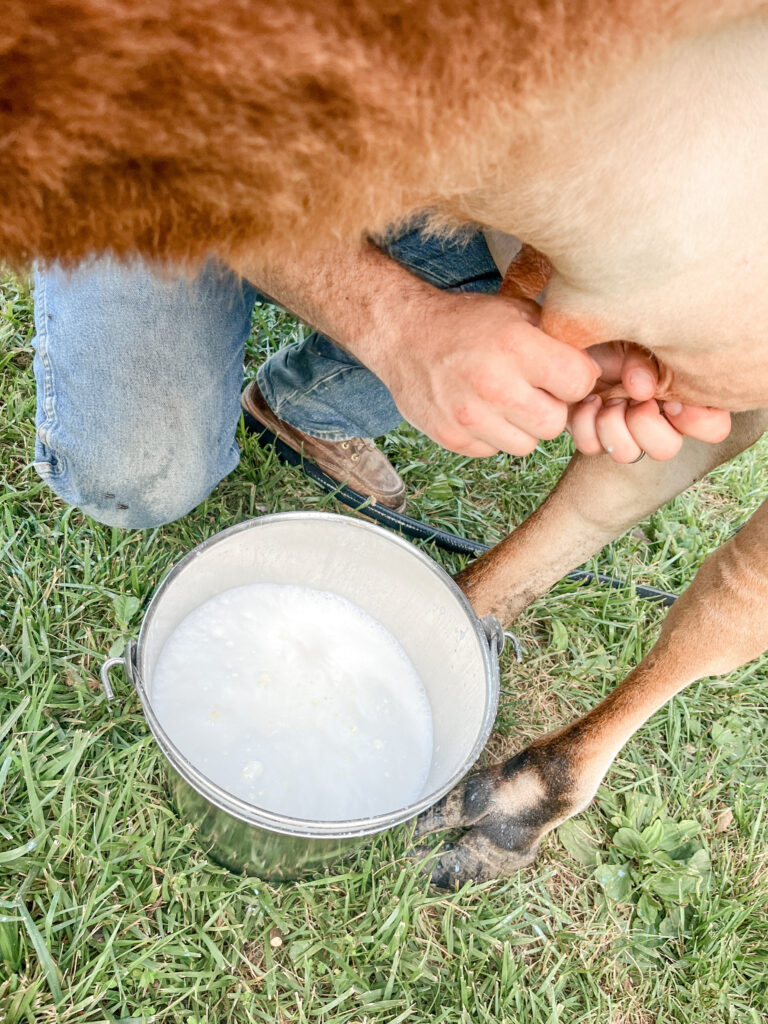 a man milk a cow producing raw milk into a metal bucket