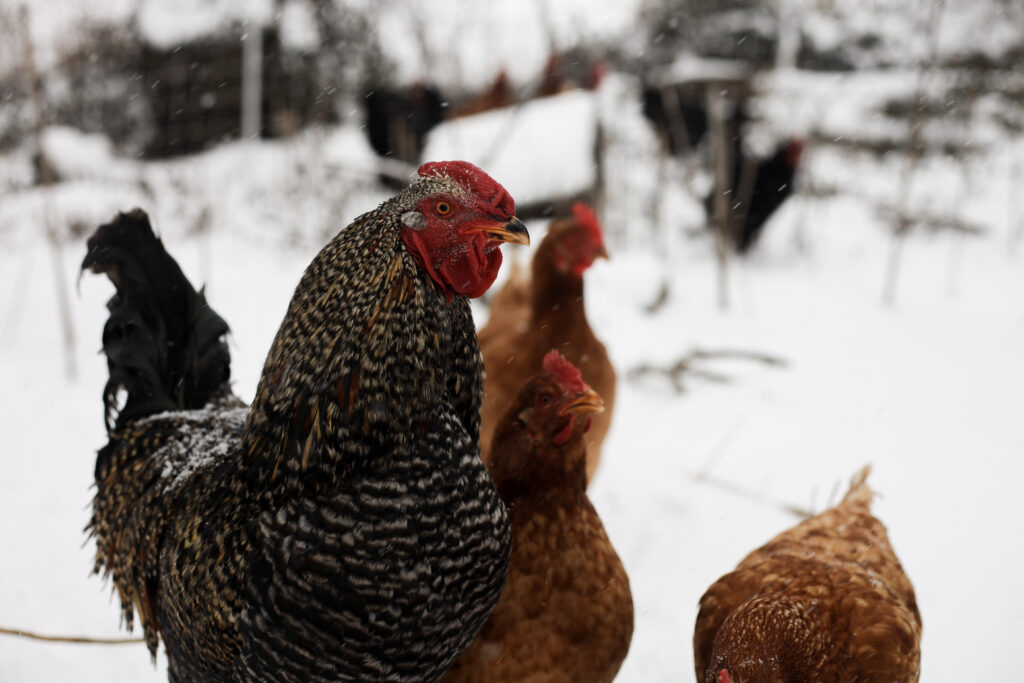 chickens in the winter snow