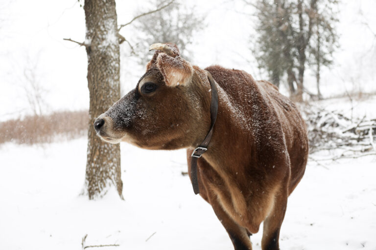 jersey cow in the winter snow