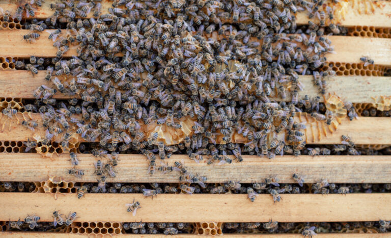 honey bees in a hive